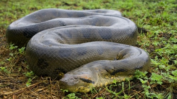 Con trăn to nhất thế giới là loài Anaconda Xanh