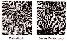 vân tay plain whorl và central pocket loop