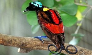 Chim thiên đường Wilson - loài chim đẹp nhất thế giới