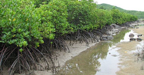 Việt Nam có diện tích rừng ngập mặn đứng vị trí thứ mấy trên thế giới?