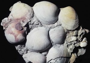 những loài động vật sống lâu nhất thế giới