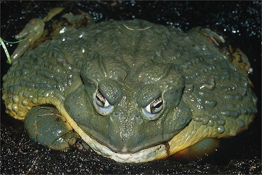 loài ếch to nhất thế giới