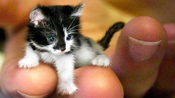 con mèo nhỏ nhất thế giới
