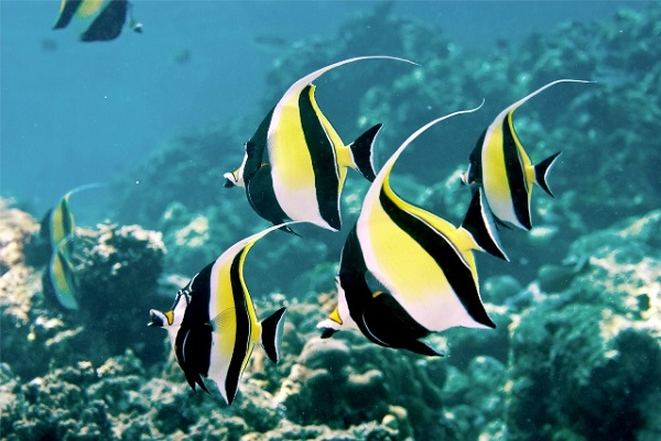 hình ảnh những loài cá đẹp nhất thế giới