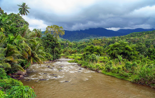 rừng mưa nhiệt đới sumatra - di sản thiên nhiên thế giới ở indonesia