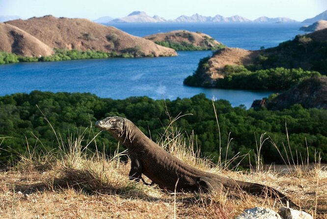 Vườn quốc gia Komodo - Di sản thiên nhiên thế giới ở Indonesia » VNTOWORLD