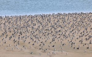 các khu bảo tồn chim di trú dọc theo bờ biển hoàng hải - vịnh bột hải - di sản thiên nhiên thế giới ở trung quốc