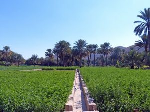 hệ thống tưới tiêu aflaj - di sản văn hóa thế giới ở oman